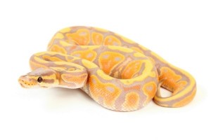 Python regius, banana